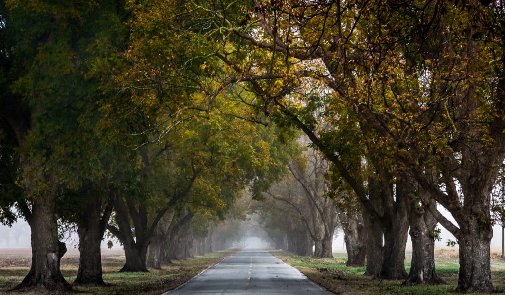 Photo of the Week: Pecan Alley Fog - Only In Arkansas