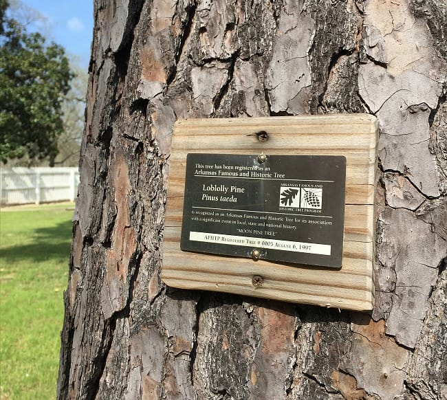 Famous and Historic Trees of Hempstead County Only In Arkansas