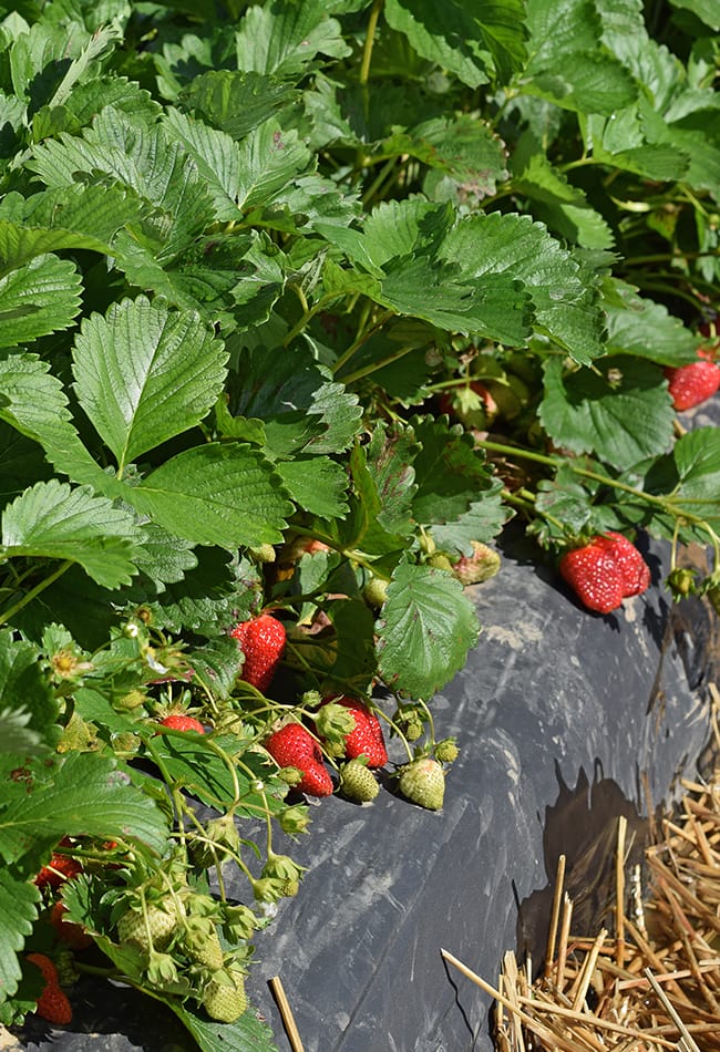 Great Places to Pick Strawberries in Arkansas Only In Arkansas