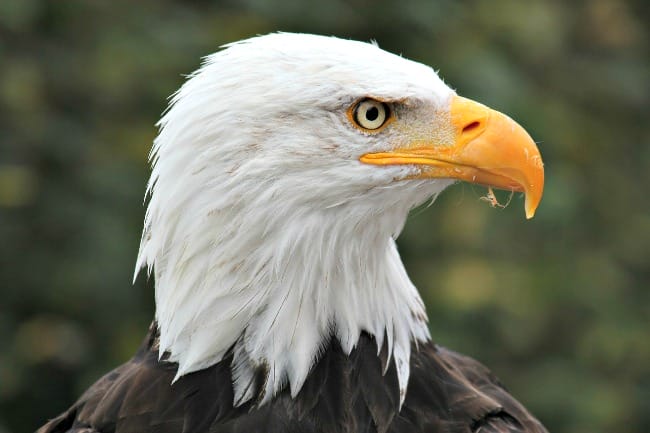 Arkansas wildlife - American Bald Eagle