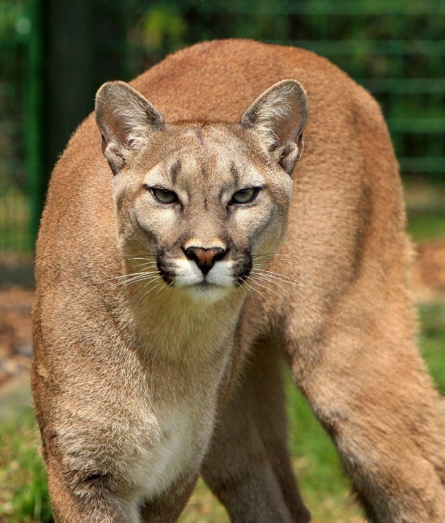 Arkansas wildlife - mountain lions