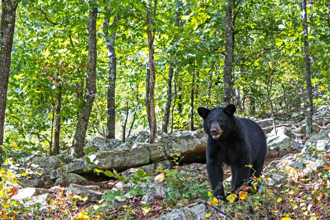 Arkansas wildlife - black bears