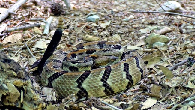 Arkansas wildlife - rattlesnake