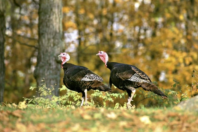Arkansas wildlife - wild turkey