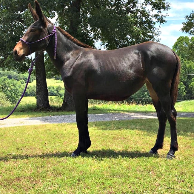 Разница между ослом и мулом. День мула 26 октября. Лошак и мул в чем разница. Mule meaning. Лошак гибрид.