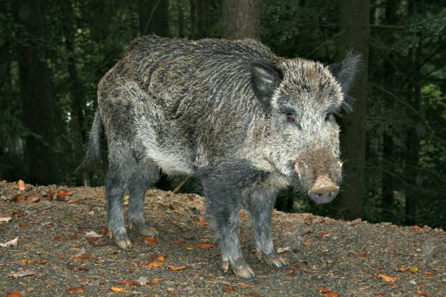 The Story Behind the Real Razorbacks hog