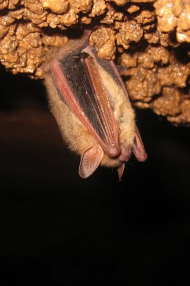 Bats in Arkansas Only In Arkansas
