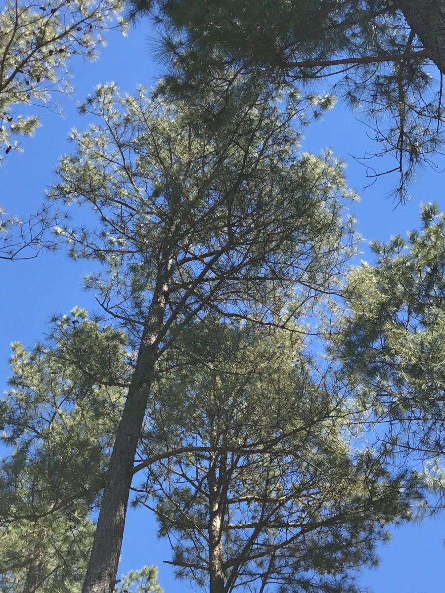 Arkansas State Symbols Pine Tree Only In Arkansas