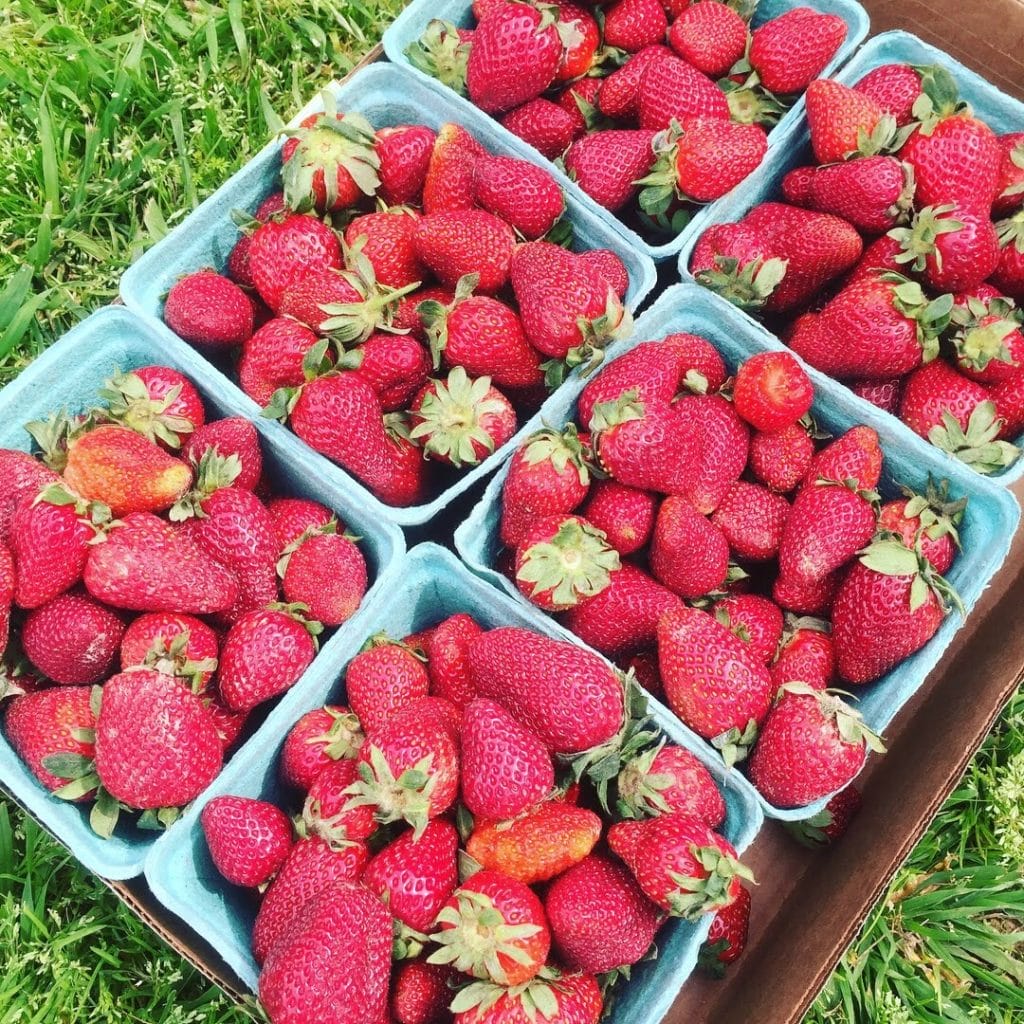 Bulldog Restaurant's Famous Strawberry Shortcake Only In Arkansas