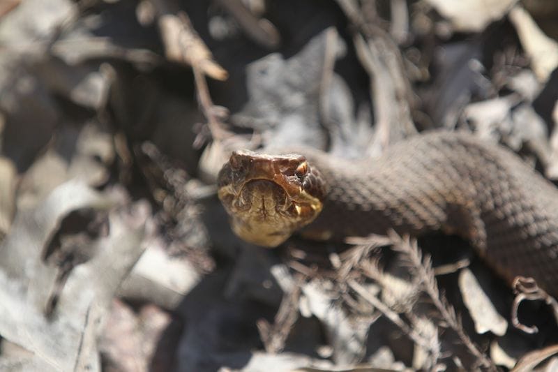 SSSSnakes in Arkansas Only In Arkansas