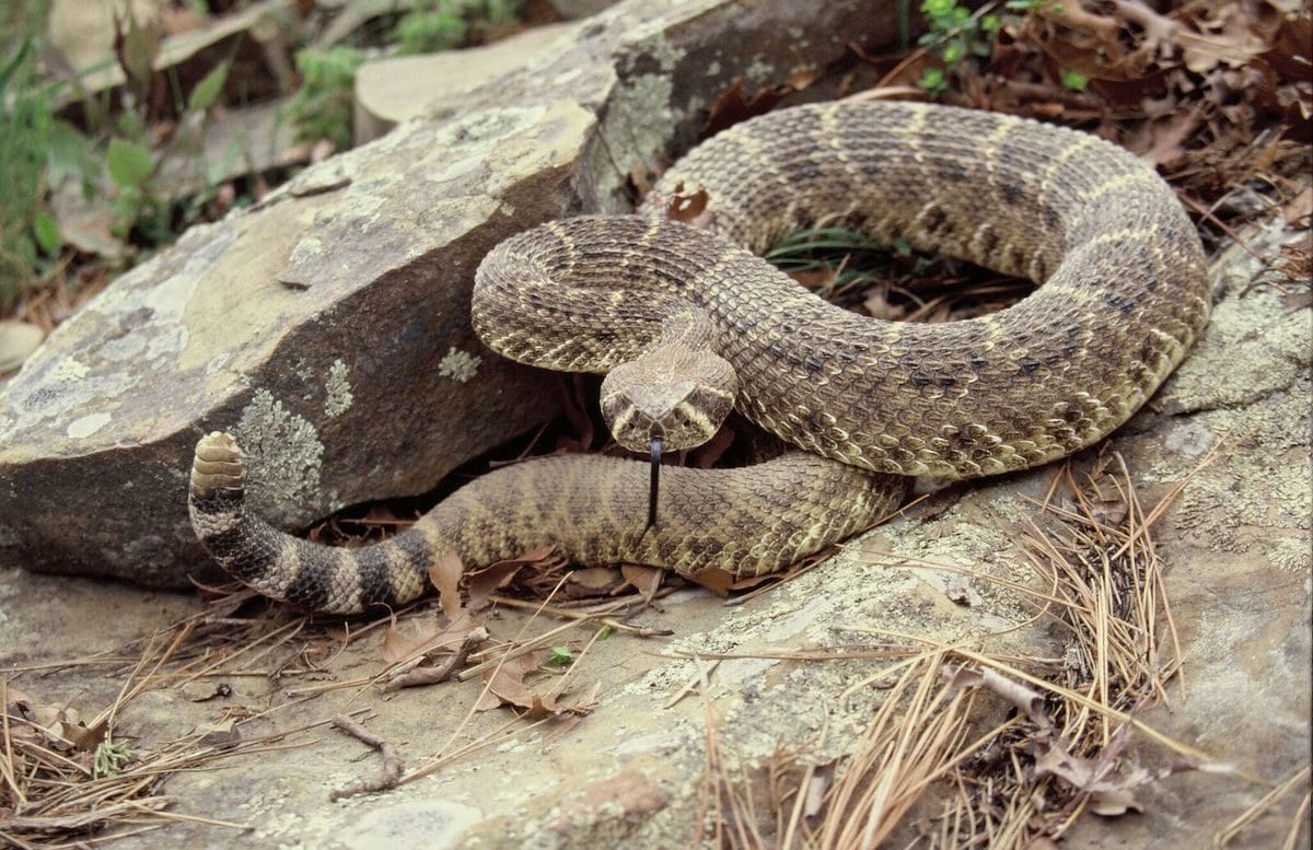 S-S-S-Snakes In Arkansas - Only In Arkansas