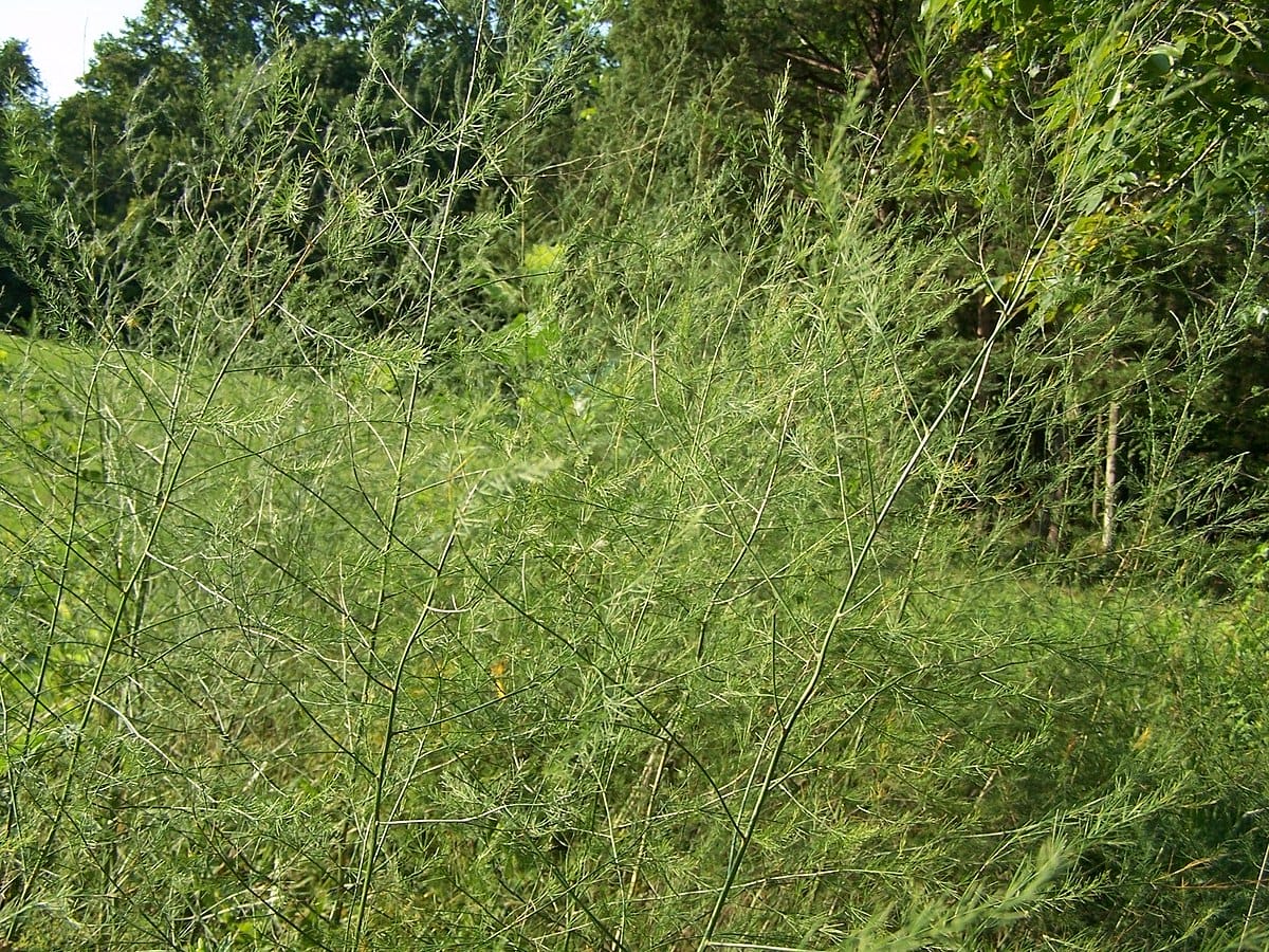 10 Wild Edible Plants in Arkansas - asparagus