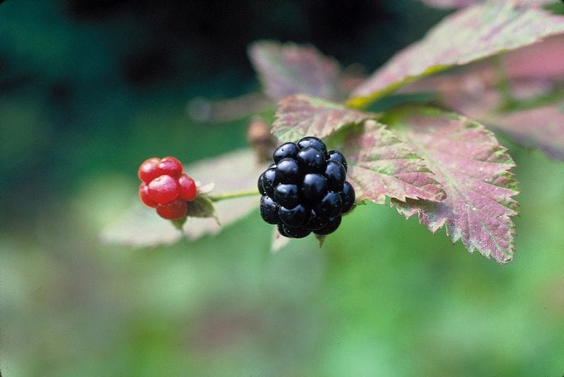 10 Wild Edible Plants in Arkansas - blackberries