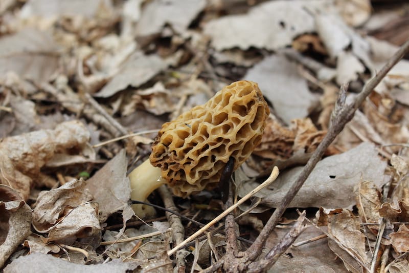 10 Wild Edible Plants in Arkansas - mushrooms