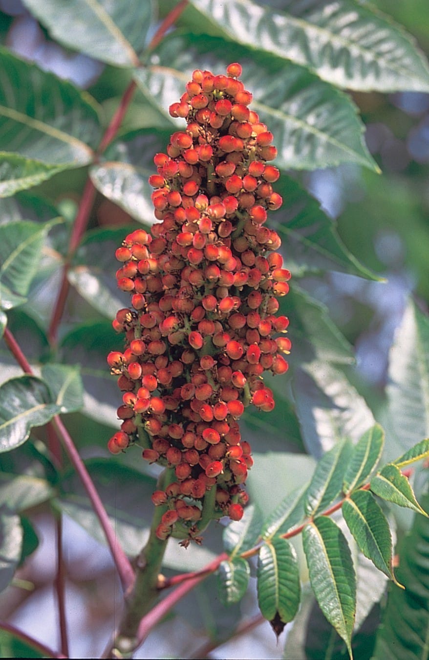 10 Wild Edible Plants in Arkansas - sumac