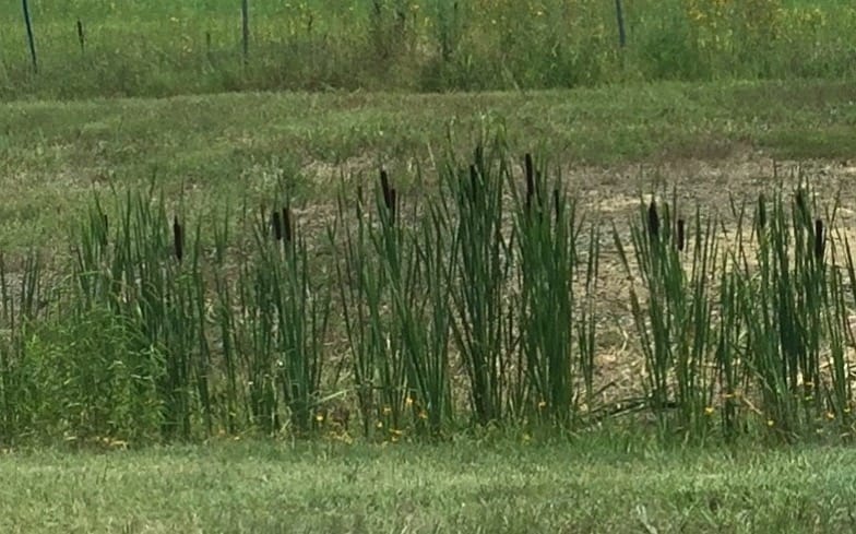 10 Wild Edible Plants in Arkansas - cattail