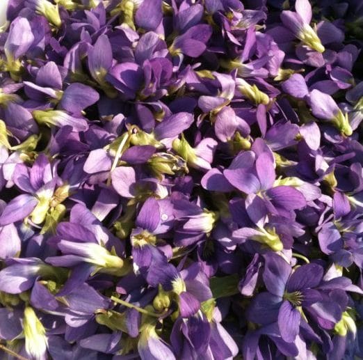 10 Wild Edible Plants in Arkansas - violets