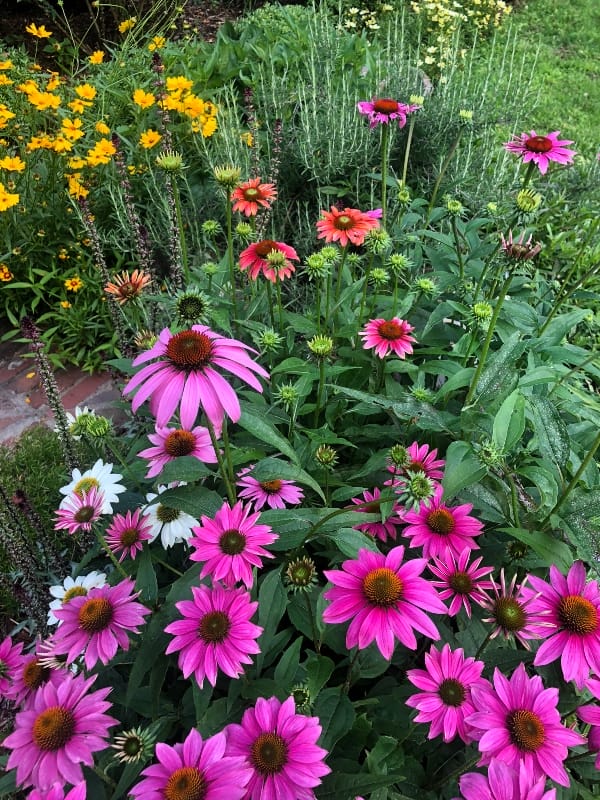 Create a BatFriendly Habitat Only In Arkansas