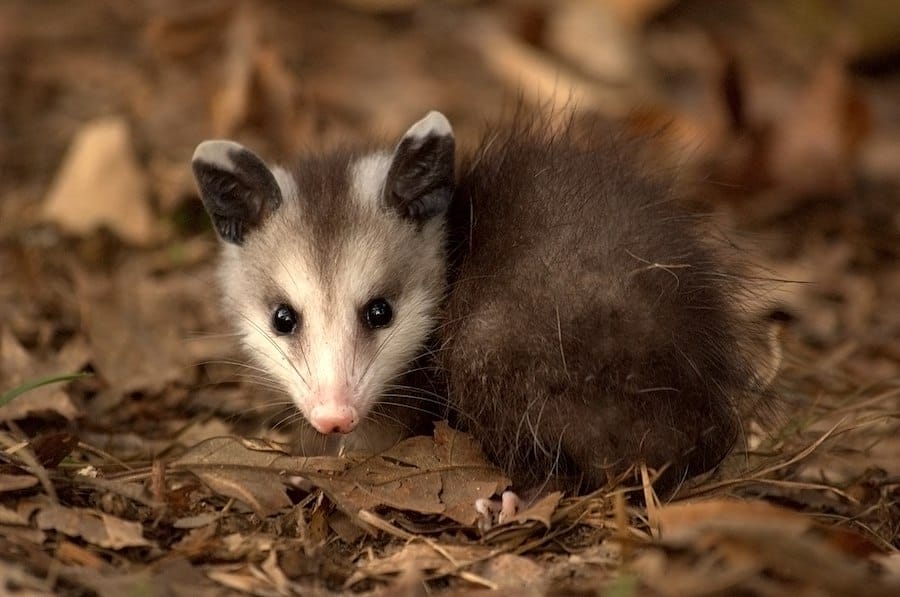 The Living Dead: Animals That Pretend to Go Belly-Up