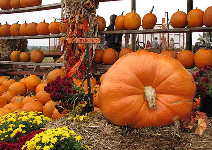 central arkansas pumpkin patches