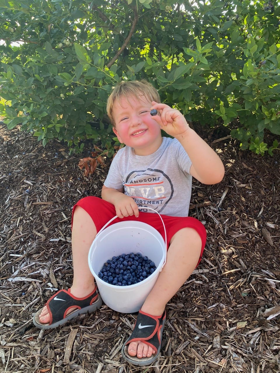 It’s Time to Pick Blueberries in Arkansas Only In Arkansas