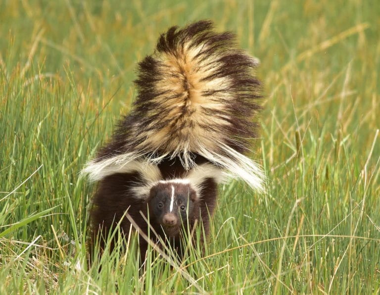 Skunks - Arkansas’s Stinkiest Residents - Only In Arkansas