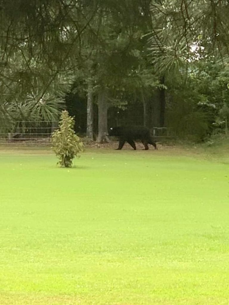 Bruno the Bear’s Summer Tour - Only In Arkansas