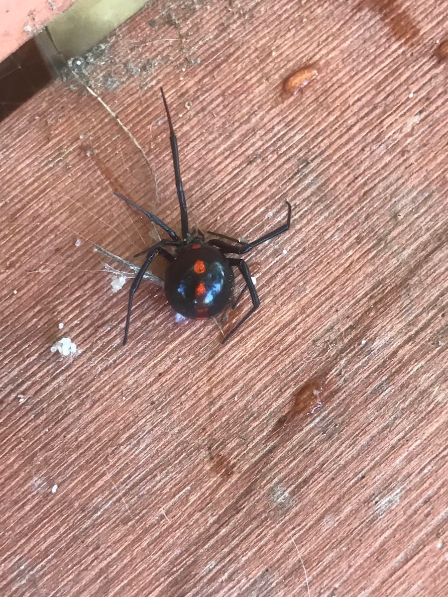 Arkansas Spiders - Black Widow