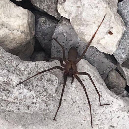 Arkansas Spiders - Brown Recluse