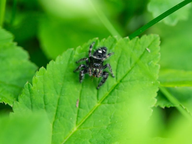 Arkansas Spiders - Bold Jumping Spider