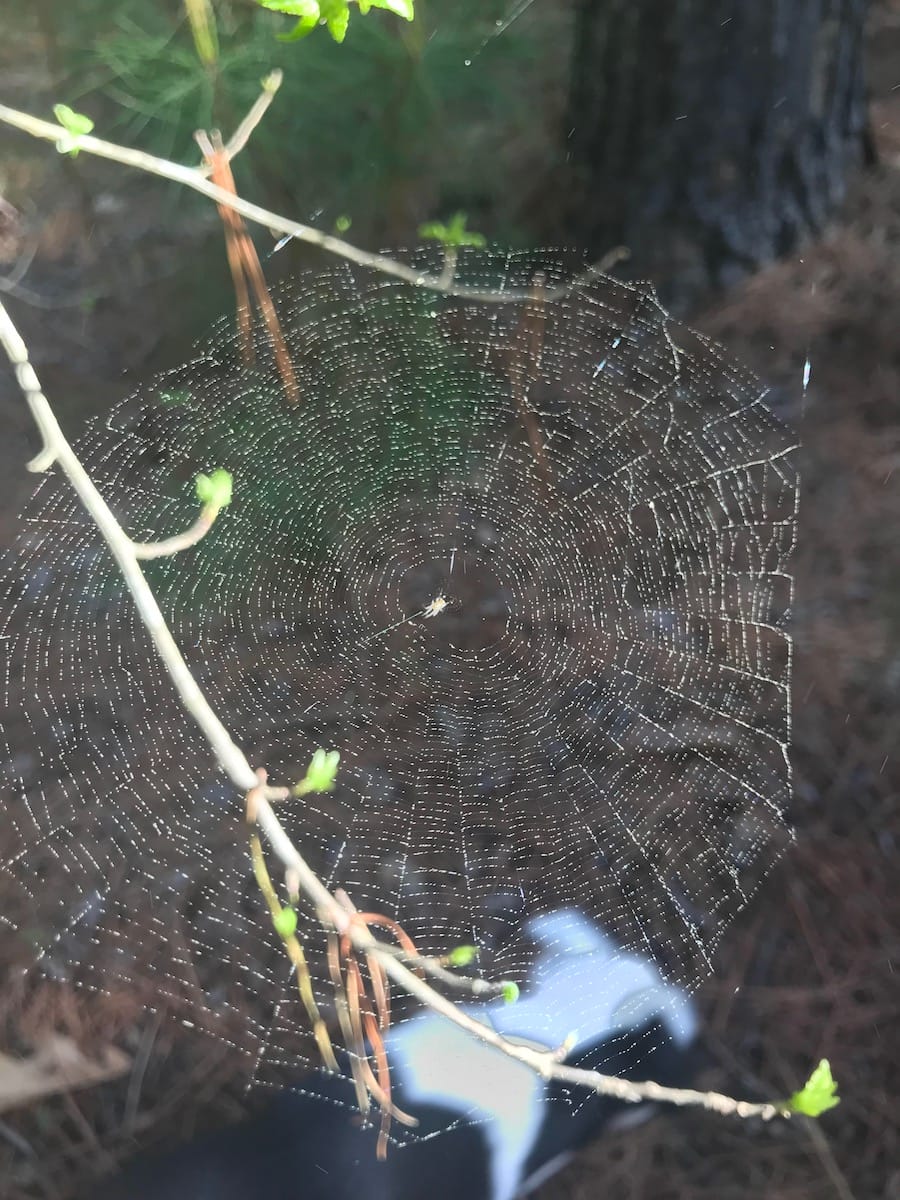 Arkansas Spiders