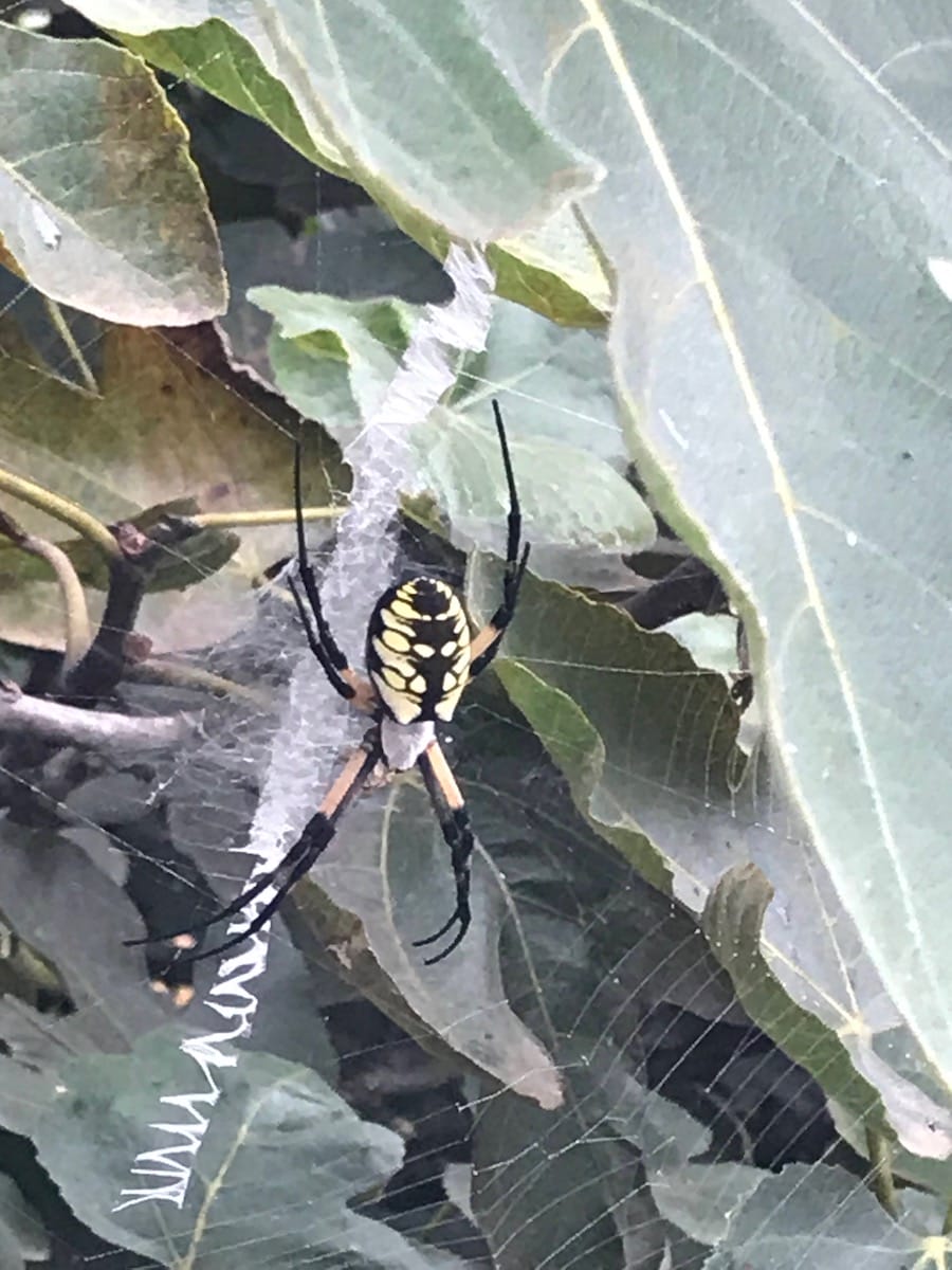 Arkansas Spiders - Yellow Garden Spider