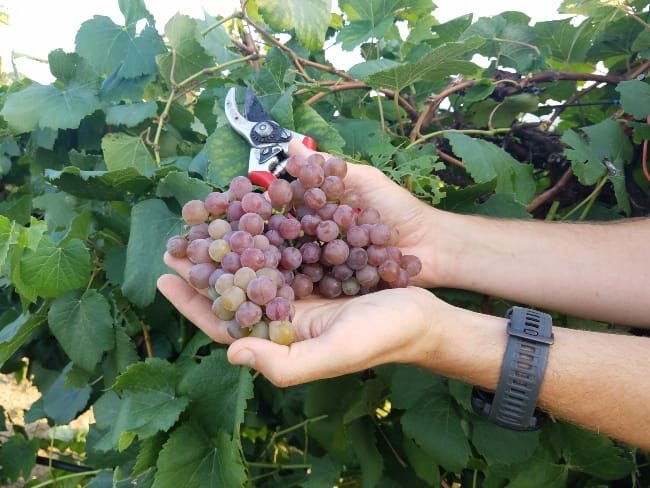 Arkansas Fruit Research Station