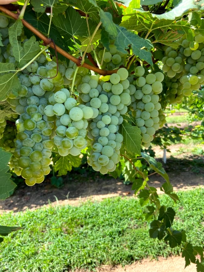 Arkansas Fruit Research Station