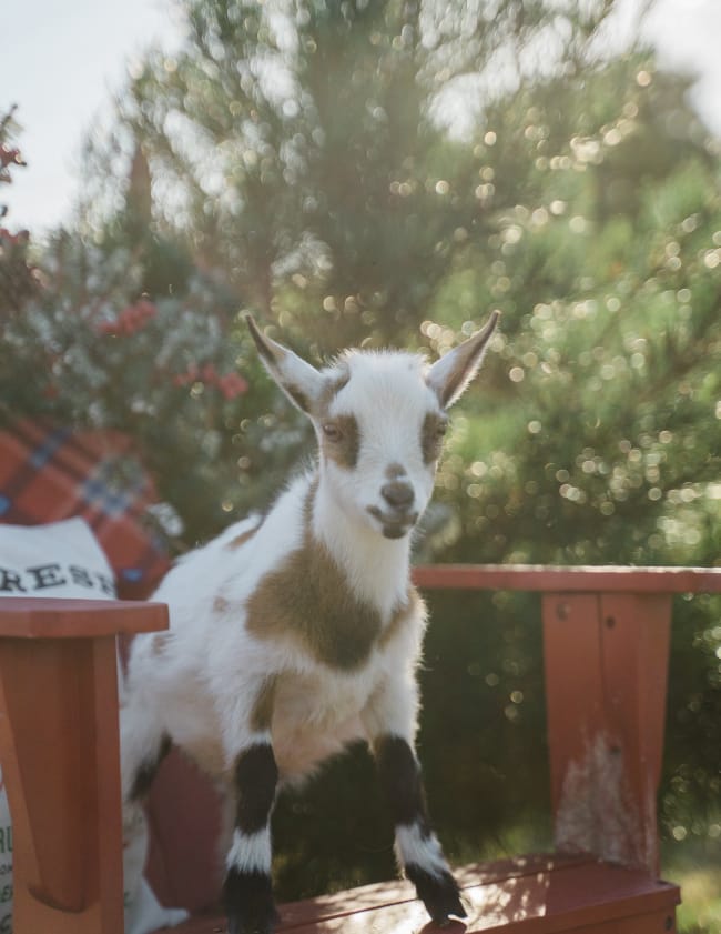 A Tale of Two Arkansas Christmas Tree Growers Only In Arkansas