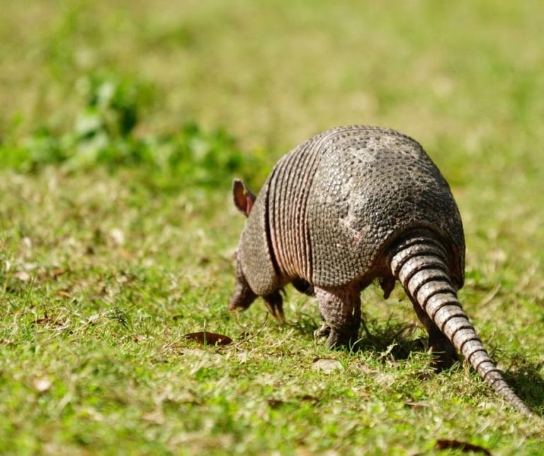 Armadillos In Arkansas - Only In Arkansas