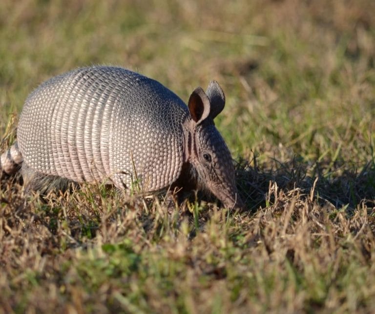 Armadillos in Arkansas - Only In Arkansas