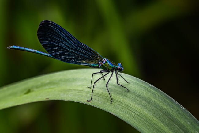 Dragonflies and Damselflies in Arkansas