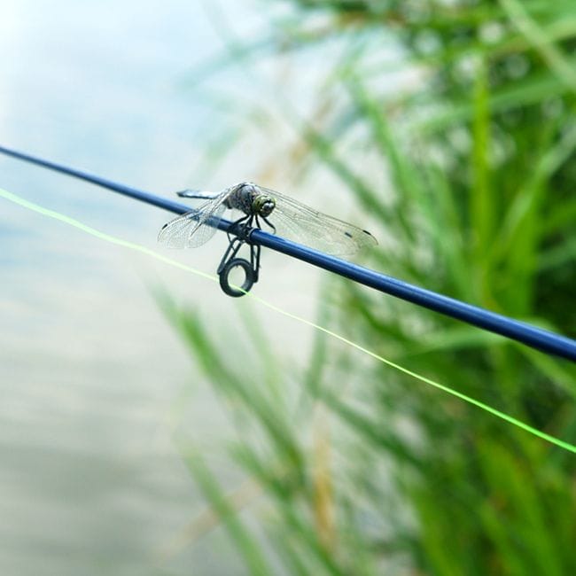 Dragonflies and Damselflies in Arkansas
