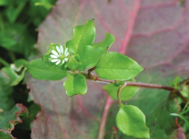 Weeds you can eat - Chickweed