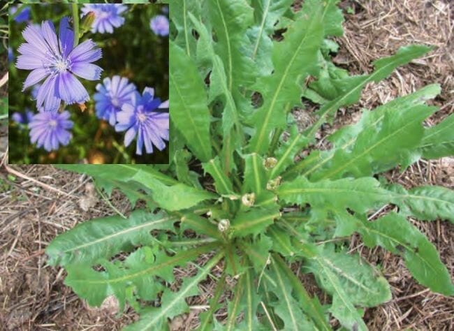 Weeds you can eat - wild chicory