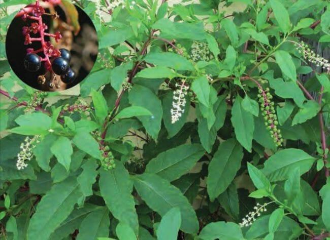 Weeds you can eat - Pokeweed or Poke Sallet