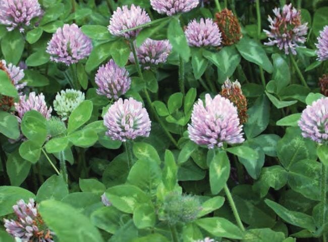 Weeds you can eat - red clover