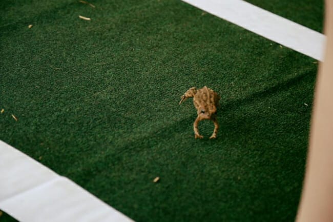 Toad Suck Daze toad races