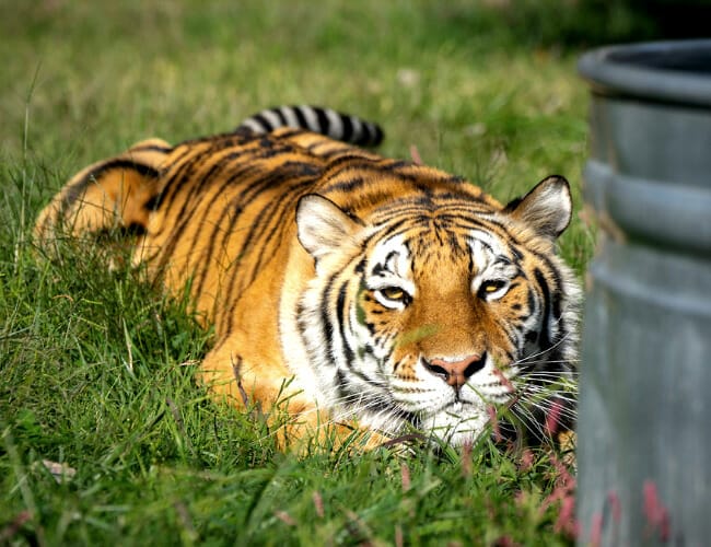 Turpentine Creek: Where Tigers are Kings