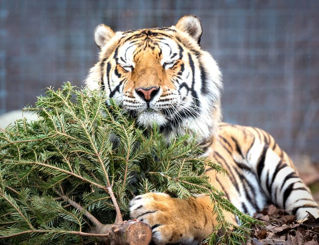 Turpentine Creek: Where Tigers are Kings
