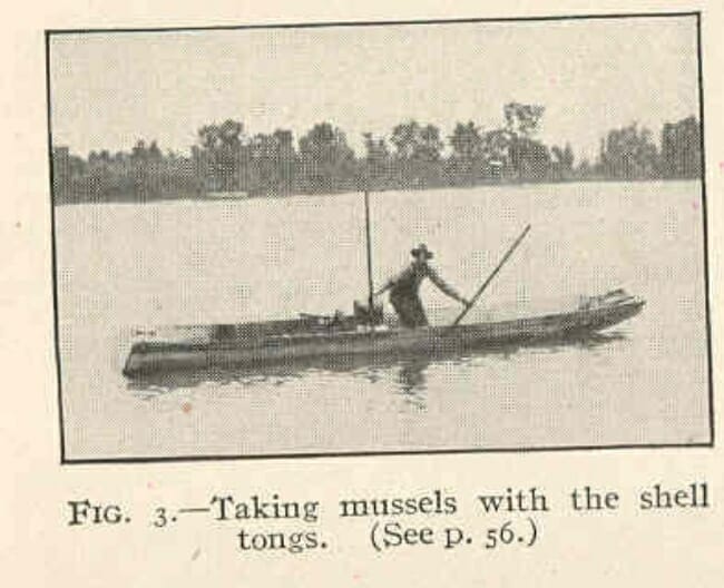 Arkansas Mussels Only In Arkansas