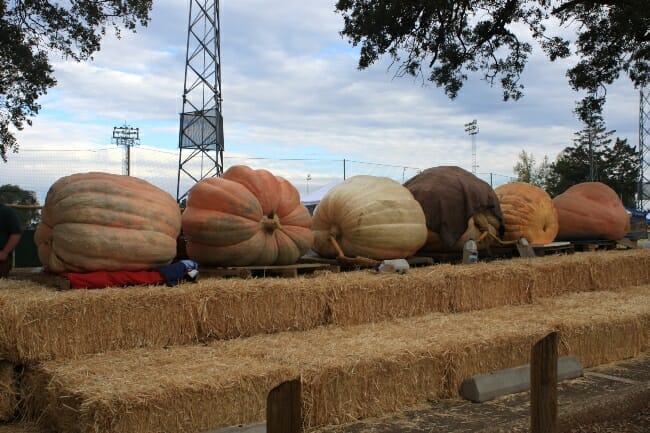 Arkansas State Fair: Giant Pumpkins & Watermelons