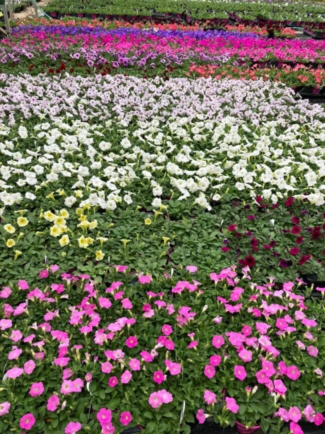 Parks Brothers Farm petunias