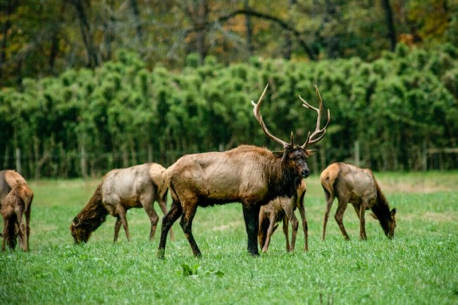 Arkansas Elk Viewing